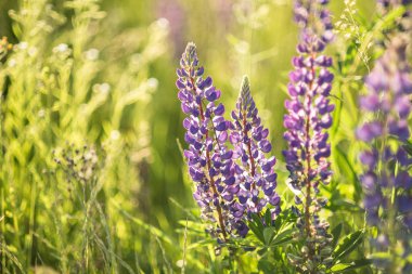 close up of purple blooming lupine flowers.  clipart