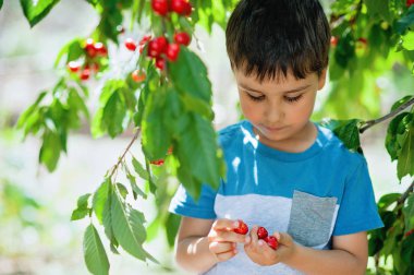 Kiraz ağacından bir çocuk pics. sağlıklı çocukluk, tatil köyü.