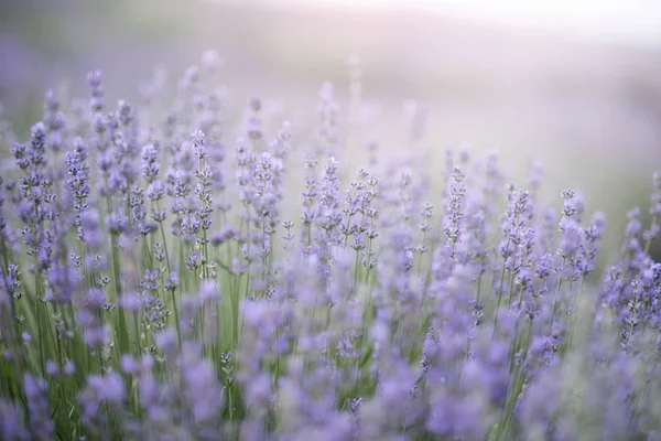 Lavendel Blommor Lavendel Fält Sommarlila Lavendelfält Mjuk Fokus Fältet För — Stockfoto