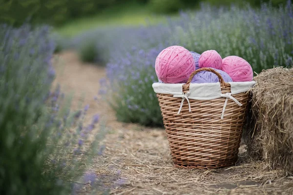 basket with big tangles of thread stands in lavender field. copy space