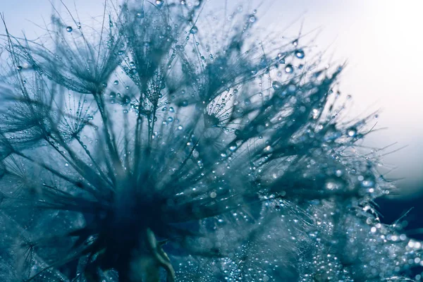 Embun Yang Indah Tetes Pada Tanaman Dandelion Makro Latar Belakang — Stok Foto