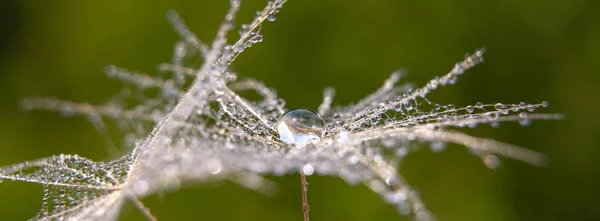 Piękne Rosy Krople Makro Mniszek Nasienie Tle Piękny Miękkiej Gren — Zdjęcie stockowe