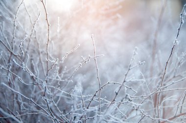 Şube kışın buz soğuk beyaz buz kaplı. ilk frosts, soğuk hava, donmuş su, buz ve hoarfrost. Makro vurdu. Erken kış. Arka plan bulanık