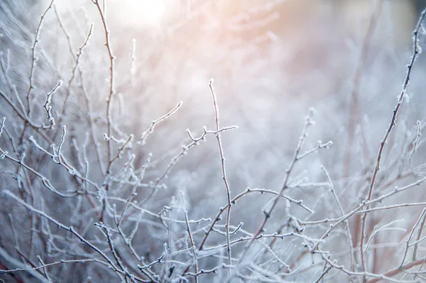 Ramo Coperto Ghiaccio Freddo Gelo Bianco Inverno Prime Gelate Freddo — Foto Stock