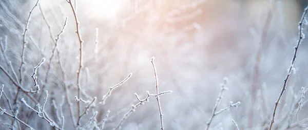 Ramo Coperto Ghiaccio Freddo Gelo Bianco Inverno Prime Gelate Freddo — Foto Stock