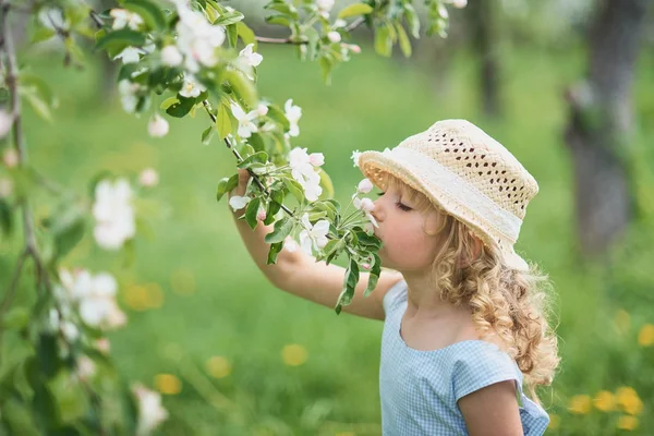 Pige Snuse Blomster Æbleplantage Have Med Blomstrende Træer Allergi Sæson - Stock-foto