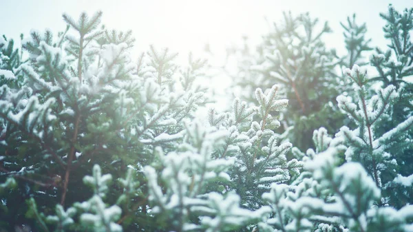 Bello Ramo Abete Morbido Coperto Neve Inverno Natale Natura Foresta — Foto Stock