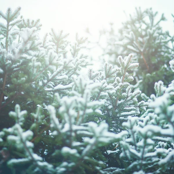 Bello Ramo Abete Morbido Coperto Neve Inverno Natale Natura Foresta — Foto Stock