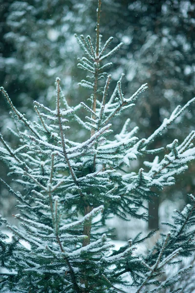 Bei Rami Abete Soffice Ricoperti Neve Nella Foresta Invernale — Foto Stock