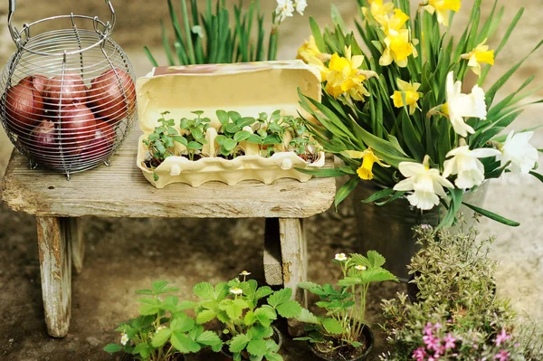 Verschiedene Blumen Und Pflanzen Gewächshaus Frühlingsblumen — Stockfoto