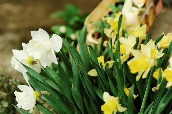 Berbagai Bunga Dan Tanaman Dalam Rumah Kaca Bunga Musim Semi — Stok Foto