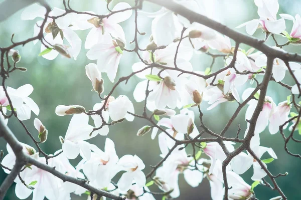 Blossom Tree Természet Háttérhez Képest Tavaszi Virágok Tavaszi Háttér Magnolia — Stock Fotó