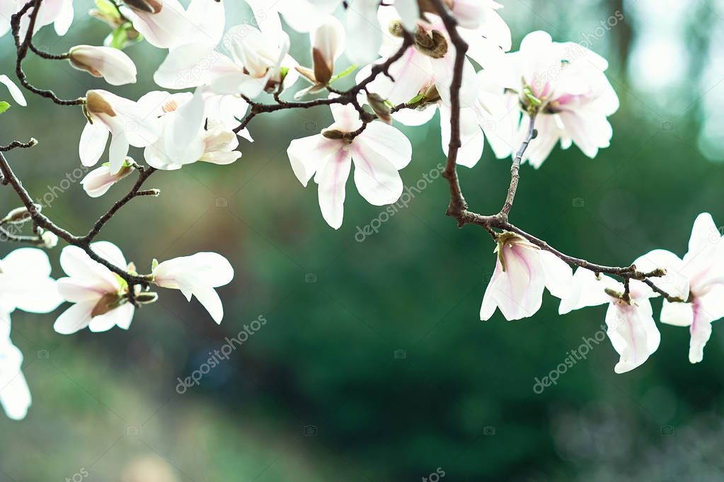 Blossom tree over nature background. Spring flowers. Spring Background. magnolia branch in sunny morning. Beautiful white magnolias on blue sky background. in botanical garden blossom magnolia