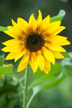 Makro görünümü ayçiçeği çiçeklenme. Organik ve doğal çiçek arka plan. Ayçiçeği çiçeklenme