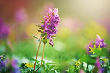Corydalis kava, menekşe bahar çiçekleri corydalis, makro, yakın çekim. Orman üzerinde erken ilkbaharda çiçeklenir mor corydalis