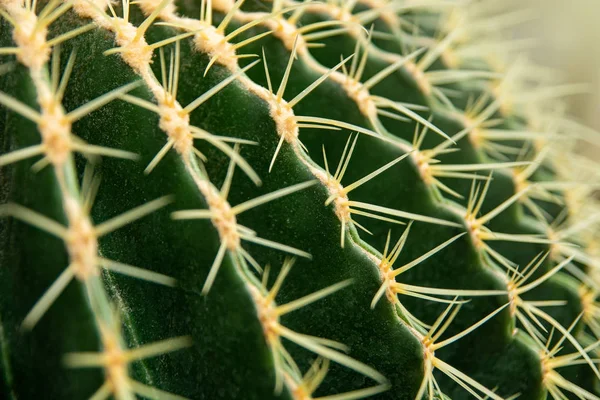 Cactus Family Close Barrel Cactus Thorn Cactus Texture Background Close — Stock Photo, Image