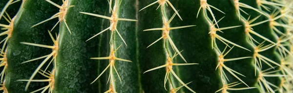 Cactus Family Close Barrel Cactus Thorn Cactus Texture Background Close — Stock Photo, Image