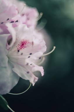 Serada Azalia Rhododendron melez melezi seçimi. çiçek arkaplanı. Yumuşak odaklanma. Makro görünüm