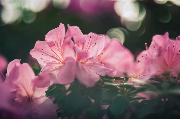 Virágzó Hibrid Azalia Rhododendron Hibridszelekció Egy Üvegházban Virág Háttér Finoman — Stock Fotó