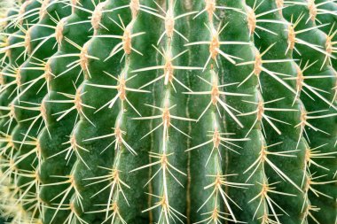 Kaktüs aile, yakın çekim varil kaktüs. Thorn kaktüs doku arka plan, yakın çekim.