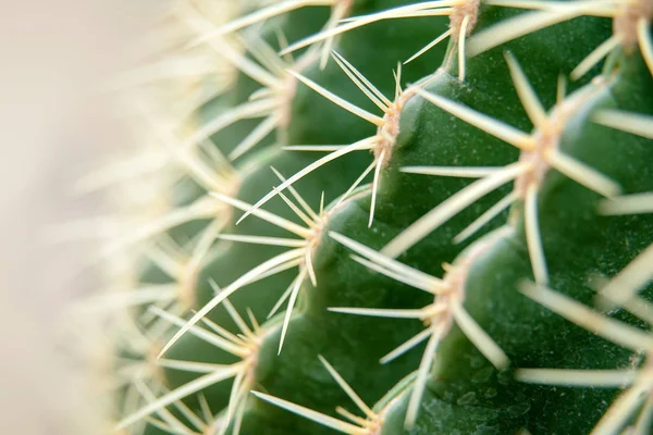 Cactus Family Close Barrel Cactus Thorn Cactus Texture Background Close — Stock Photo, Image