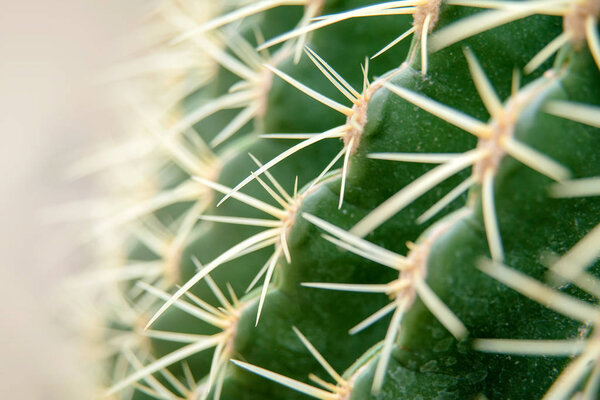 Cactus Family, close-up barrel cactus. thorn cactus texture background, close up.