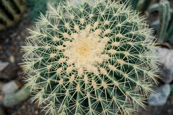 Família Cactus Perto Cacto Barril Espinho Cacto Textura Fundo Close — Fotografia de Stock