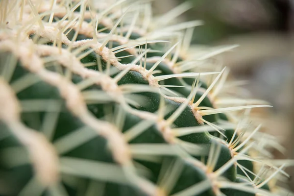 Cactus Family Close Barrel Cactus Thorn Cactus Texture Background Close — Stock Photo, Image