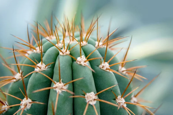 Cactus Family Close Cactus Texture Background Close Selective Focus — Stock Photo, Image