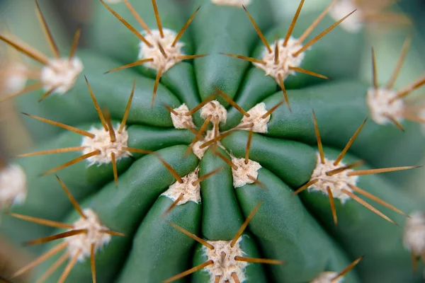 Cactus Family Close Cactus Texture Background Close Selective Focus — Stock Photo, Image