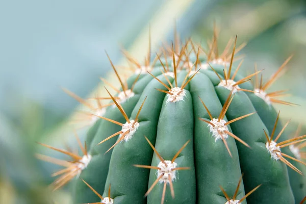 Cactus Family Close Cactus Texture Background Close Selective Focus — Stock Photo, Image