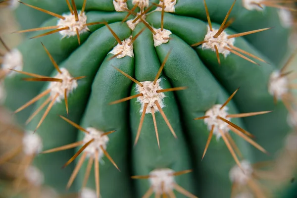 Família Cactus Cacto Grande Plano Fundo Textura Close Foco Seletivo — Fotografia de Stock