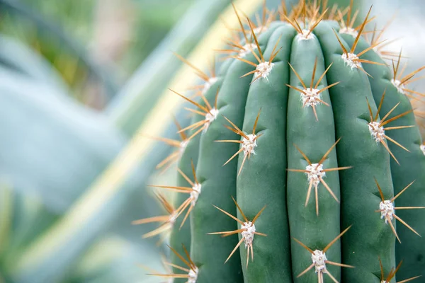 Cactus Family Close Cactus Texture Background Close Selective Focus — Stock Photo, Image