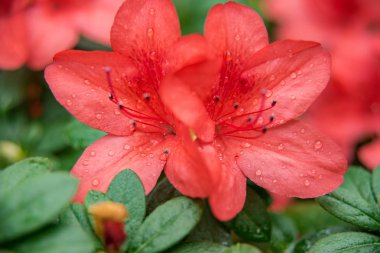 Serada Azalia Rhododendron melez melezi seçimi. çiçek arkaplanı. Yumuşak odaklanma. Makro görünüm