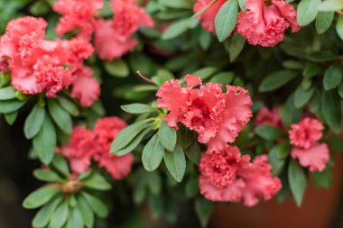 Serada Azalia Rhododendron melez melezi seçimi. çiçek arkaplanı. Yumuşak odaklanma. Makro görünüm