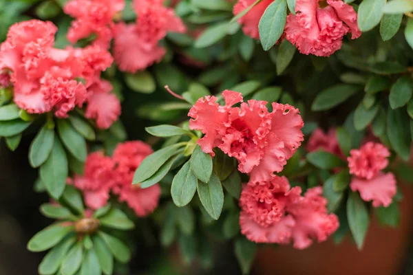 Híbrido Floreciente Azalia Rhododendron Hybridum Selección Invernadero Fondo Flores Foco —  Fotos de Stock