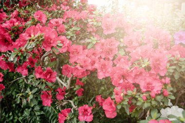 Serada Azalia Rhododendron melez melezi seçimi. çiçek arkaplanı. Yumuşak odaklanma. Makro görünüm
