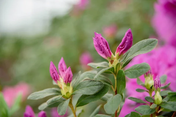 Sélection Hybride Azalia Rhododendron Hybridum Floraison Serre Fond Fleur Concentrez — Photo