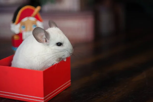 Anul Nou Chinezesc Fericit 2020 an de șobolan. Portret de chinchilla albă drăguță pe fundalul pomului de Crăciun — Fotografie, imagine de stoc