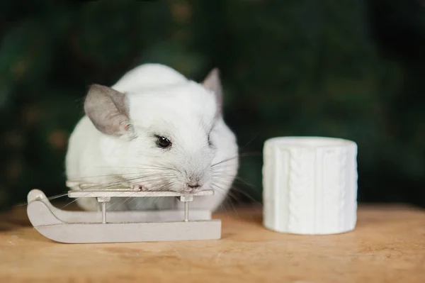 Happy kinesiska nyåret 2020 år av råtta. Porträtt av söta vita chinchilla på bakgrunden av granen — Stockfoto