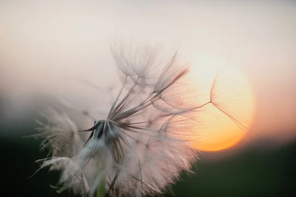 Silhuetten Fluffiga Maskros Blomma Solnedgång Sky — Stockfoto