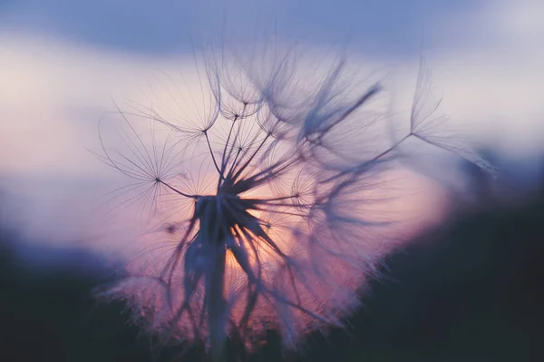 Silhuetten Fluffiga Maskros Blomma Solnedgång Sky — Stockfoto