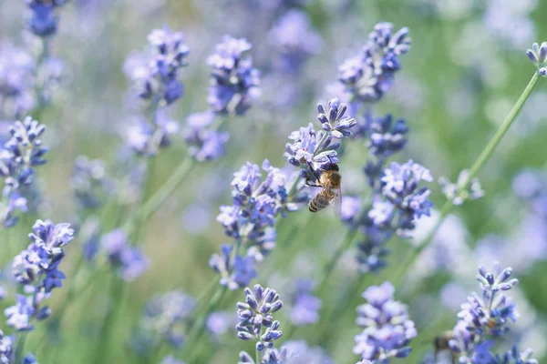 Bee Pollinerar Lavendel Fält Solig Dag — Stockfoto