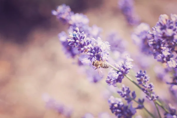 Lebah Penyerbukan Bunga Lavender Lapangan Pada Hari Yang Cerah — Stok Foto