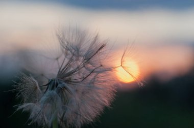 silhouette of fluffy dandelion flower on sunset sky clipart