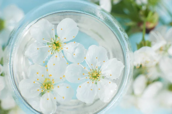 Flores Albaricoque Blanco Vidrio Sobre Fondo Azul Borroso —  Fotos de Stock