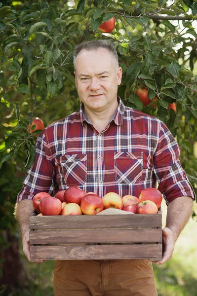 Senior man with Apple in the Apple Orchard