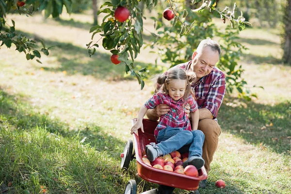 grandfather with granddaughter with Apple in the Apple Orchard. healthy childhood, vacations in the farm.