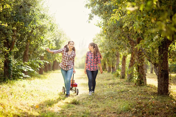 Meninas com a Apple no Apple Orchard — Fotografia de Stock