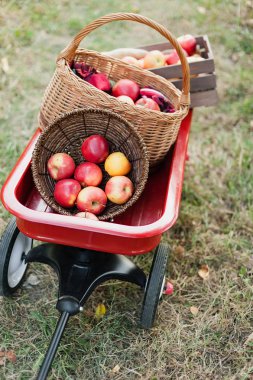 Elma hasatı Yeşil çimlerin üzerindeki sepette olgun kırmızı elmalar.